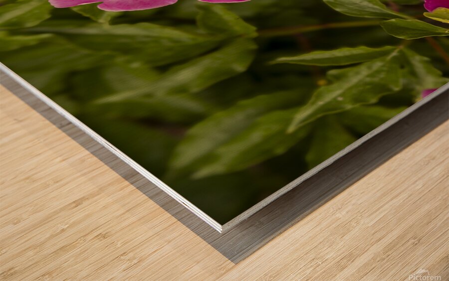 Pink Peonies Wood print