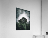 In The Tall Grass Acrylic Print