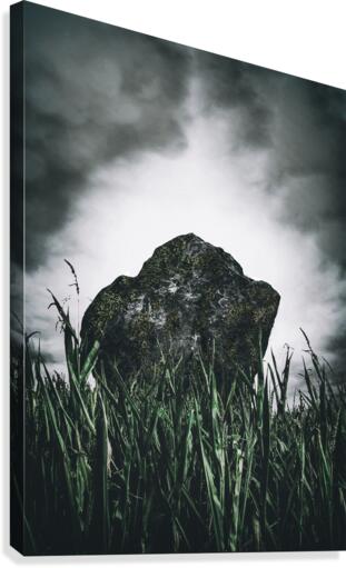 In The Tall Grass Canvas Print