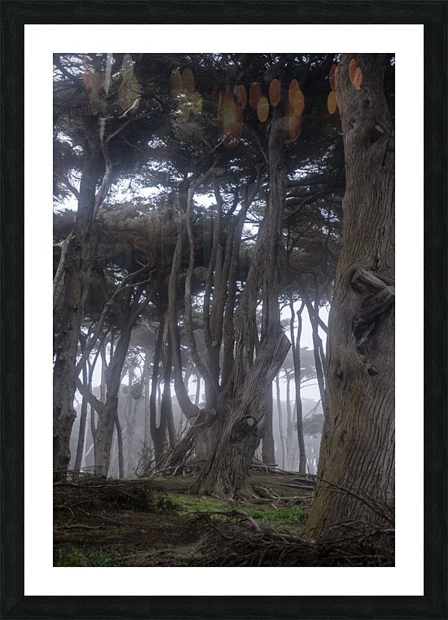 Fogs Embrace Picture Frame print