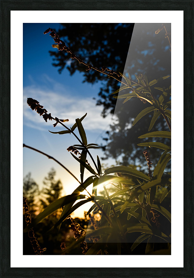 Sunbeam Picture Frame print