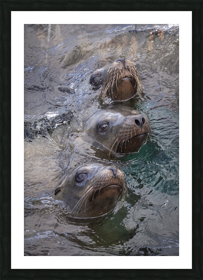 Playful Curiosity  Picture Frame print