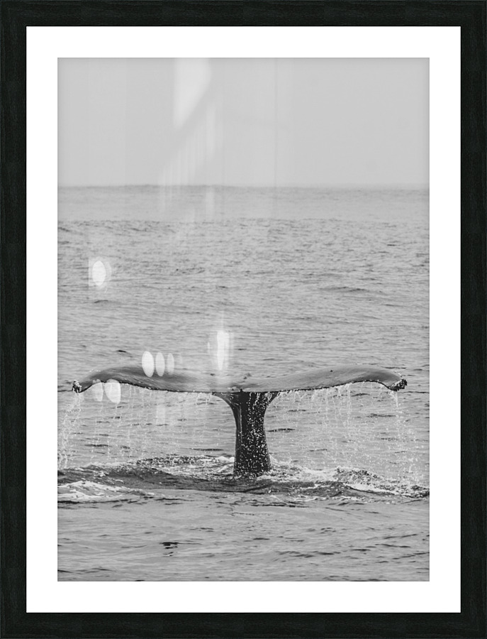  Humpback Fluke Picture Frame print