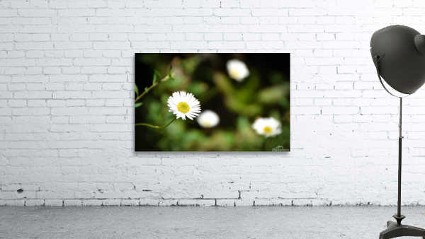Daisy Chains Wall Preview
