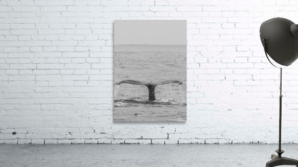  Humpback Fluke Wall Preview