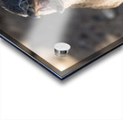 Single magellanic penguin chick showing papillae in mouth Acrylic print