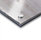 Three Gentoo penguins at Bluff Cove  running on sandy beach Acrylic print