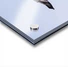 Southern giant petrel flying alongside cruise ship in South Atla Acrylic print