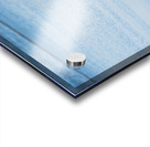 Falkland Steamer duck walking in the surf on Falklands Islands Acrylic print