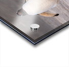 Two Gentoo penguins at Bluff Cove on Falklands walking to ocean Acrylic print