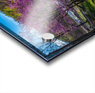 Redbud blossoms by Bench and Valley Falls WV on a bright spring morning Acrylic print