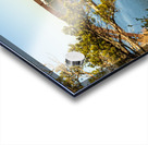 Colorado river and Pennybacker bridge from overlook in Austin Te Acrylic print