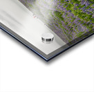 Path from the bird watching cliffs at Skalanes Nature Center Acrylic print