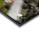 Single puffin on the cliffs in the Skalanes Nature and Heritage  Acrylic print