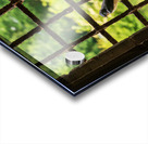 Barn swallow perched on the bars of window of 13th Century forti Acrylic print