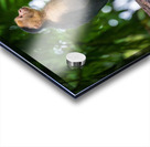 Close up of a family or group of white faced Capuchin Monkeys in Acrylic print