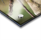 White throated mountaingem hummingbird perched on a twig  in Cos Acrylic print