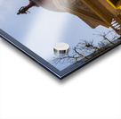 Sunset behind the Courthouse in Georgetown Texas Acrylic print