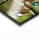 Montage of four humming birds from Costa Rica Acrylic print