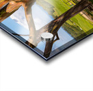 Group of three rainbow eucalyptus trees  Acrylic print