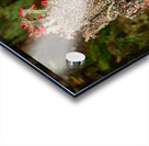 Cladonia cristatella or British Soldiers Lichen or algae Acrylic print