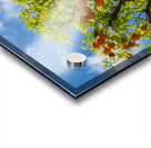 Oranges growing in courtyard of monastery Impression Acrylique