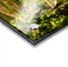 Glass of white wine in vineyard Acrylic print