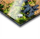 Grapes for port wine by the River Douro Impression Acrylique