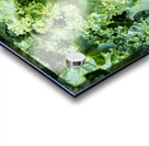 Freshly washed and trimmed kale leaves Acrylic print