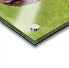 Digital water color of two brown horses Acrylic print