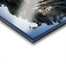 Sunbeams from large pine or fir trees  Acrylic print