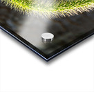 Backlit grass seedhead thought to be Timothy Impression Acrylique