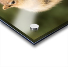 Cute Chipmunk well fed on nuts and seeds Acrylic print