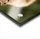 Cute Chipmunk well fed on nuts and seeds Impression Acrylique