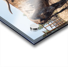 Old Longhorn bull in paddock Impression Acrylique