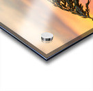 Sea Oats against rising sun in Florida Acrylic print