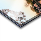 Wide Vista of Beautiful early cherry blossoms Jefferson Memorial Impression Acrylique