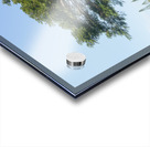 Large acacia or koa tree Kauai Acrylic print