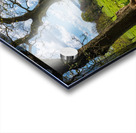 View across daffodils to River Fal near Truro Acrylic print