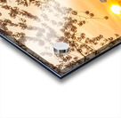 Sun rising by Cherry Blossoms and Jefferson Memorial Acrylic print