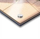 Pet dog at Roosevelt memorial Washington DC Acrylic print