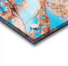 Detail macro photo of japanese cherry blossom flowers Acrylic print