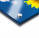 Single sunflower blossom against blue sky Acrylic print