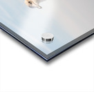 Seagull on promenade in Brighton Acrylic print