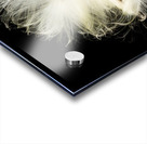 Macro photo of swamp milkweed seed pod Acrylic print