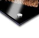 Macro photo of swamp milkweed seed pod Acrylic print