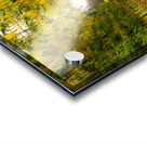 Laburnum Arch in full bloom over grass path Acrylic print