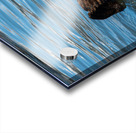 Sea Otter floating in Resurrection Bay near Seward Acrylic print