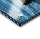 Sea Otter floating in Resurrection Bay near Seward Acrylic print