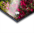 Azaleas and Rhododendron trees surround pathway in spring Acrylic print